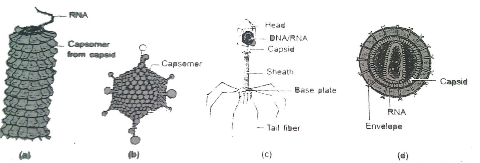 Composed of Nucleic Acid and Protein Envelope Virus New Science Biology