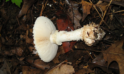 Amanita abrupta 2