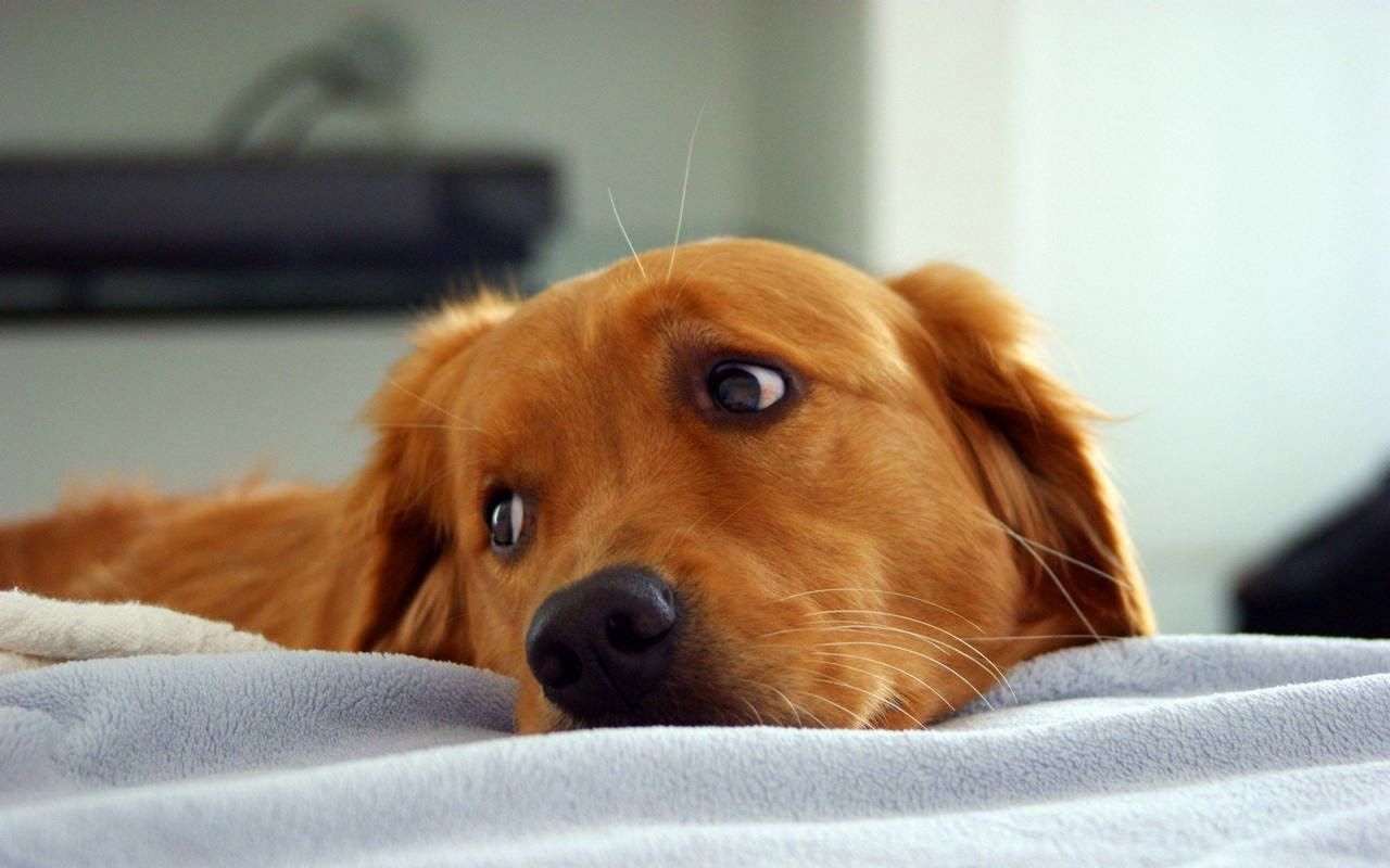 Cute dogs - part 11 (50 pics), cute golden retriever dog