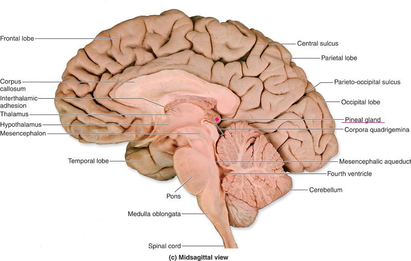 Structure of brain, showing pineal gland-4.bp.blogspot.com