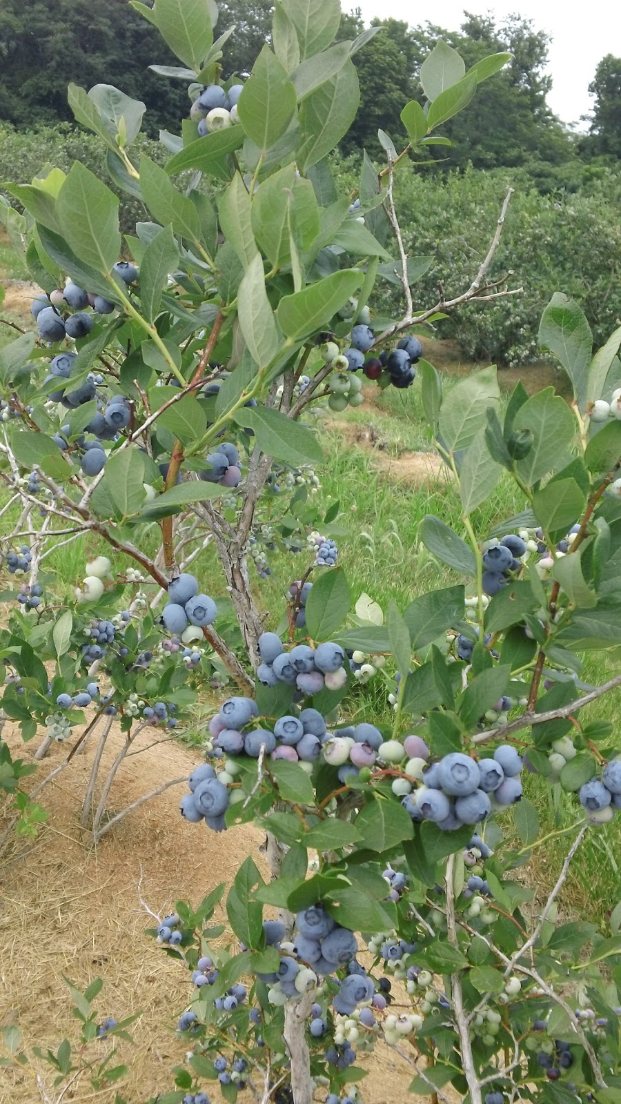Missouri Beginning Farming 2013 Missouri Blueberry School Winter