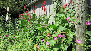 German Village wildflowers, Tuesday, September 23, 2014, 1:23:53 PM