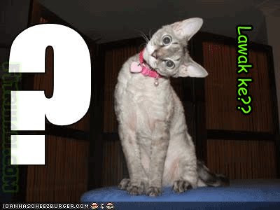kucing cute comel cat