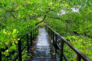 Ekowisata Hutan Mangrove Ekowisata Hutan Mangrove