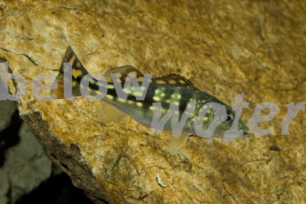 Cichla Piquiti