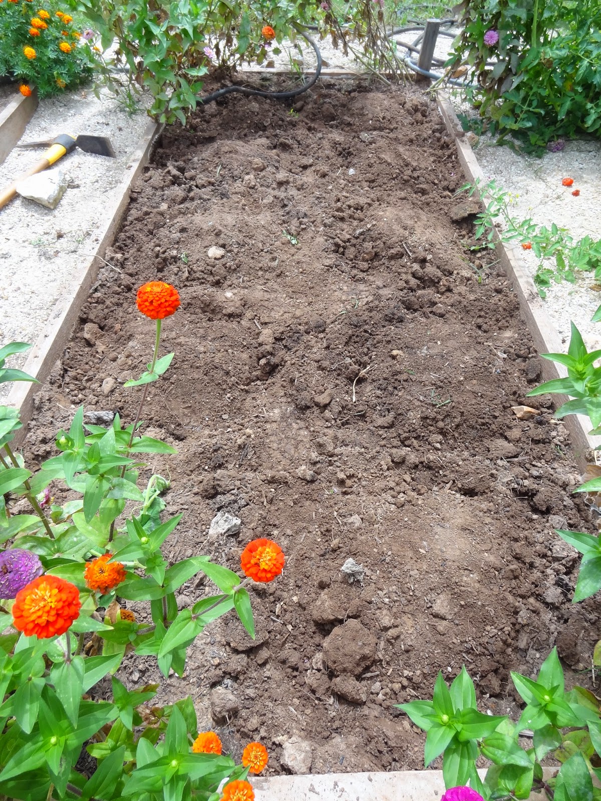 Rebecca�s Texas Garden Squash Planting Round 2