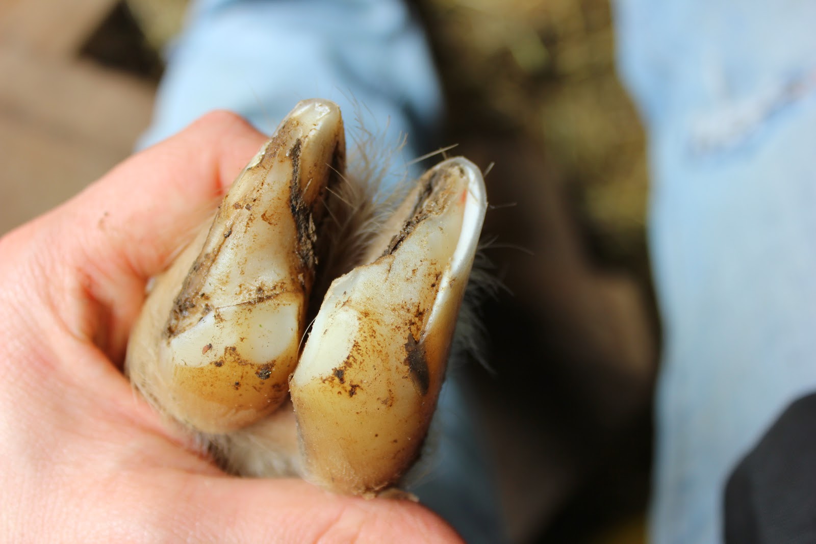 HighTail Farms Trimming Goat Hooves