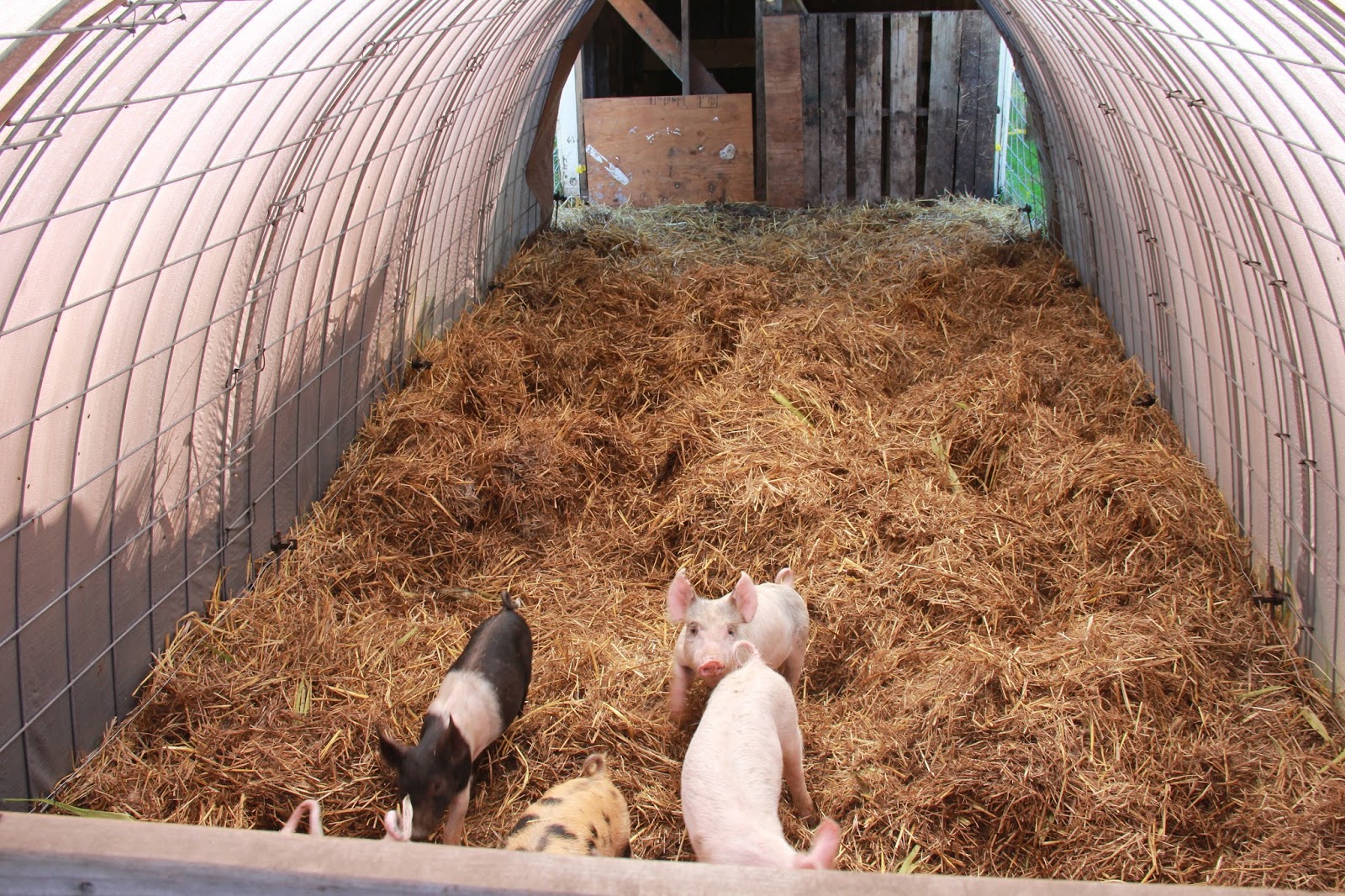 Oracle Farms at Delphi Deep Litter Bedding, Week two update
