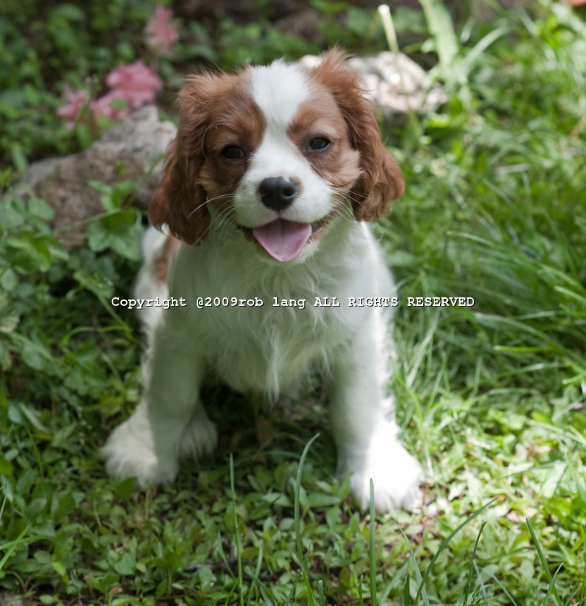 Cute Puppy Dogs: king charles spaniel puppies