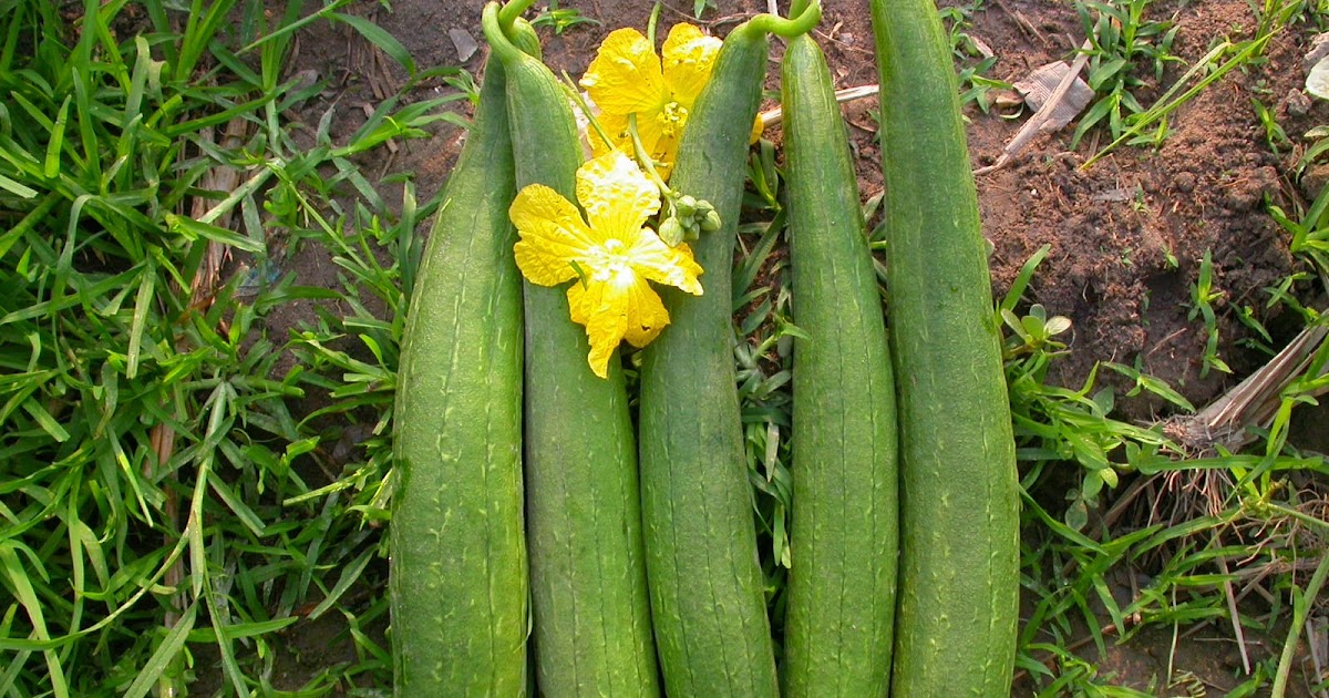 Sponge Gourd/ Turai/ Ghosavli Sweet and Sour Curry Receipe
