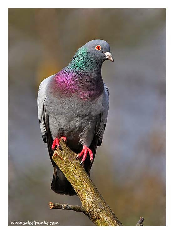 Guturgu - the blue rock pigeon