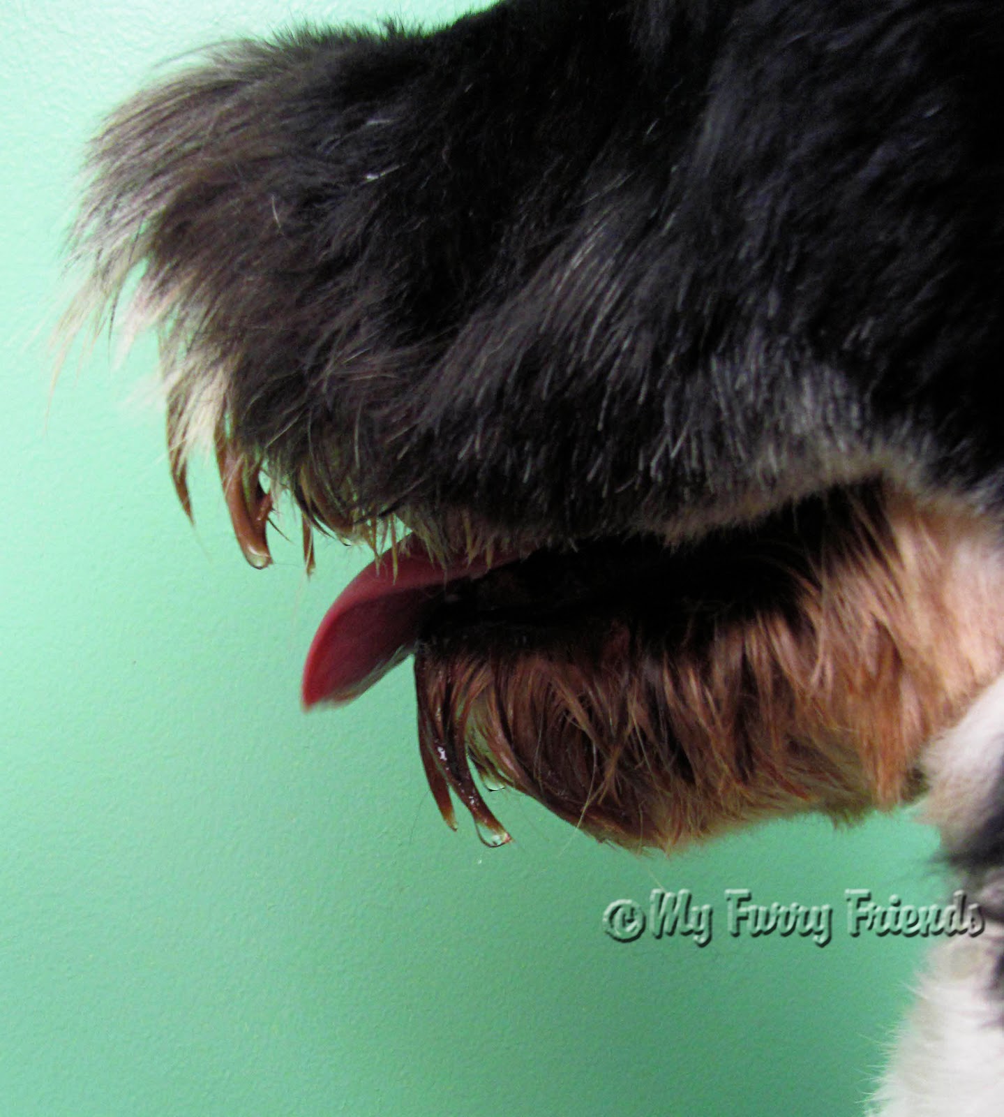 Why Does My Dog Shake After Grooming