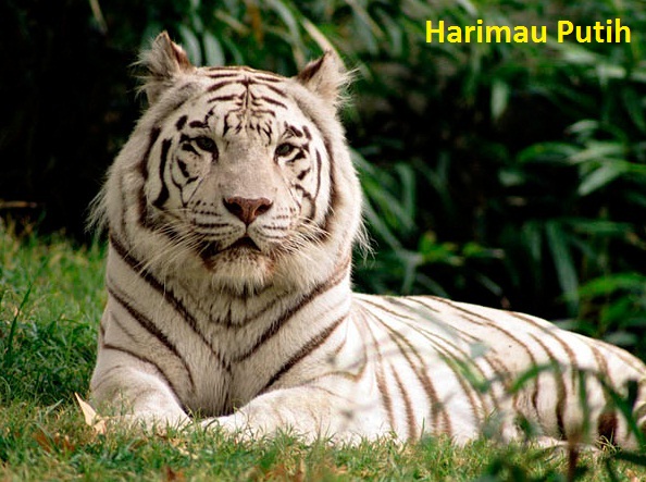 Gambar Foto Hewan Gambar Hewan Harimau Putih
