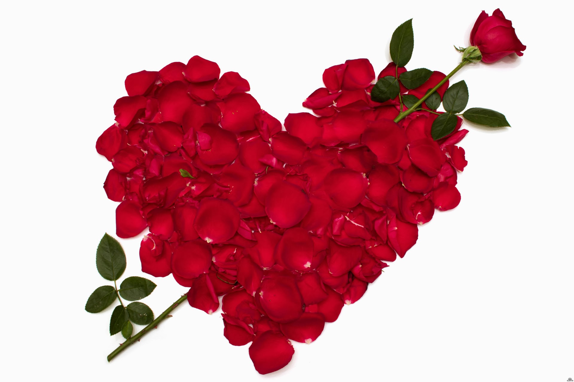 Rosas para san valentin Imagenes Romanticas para