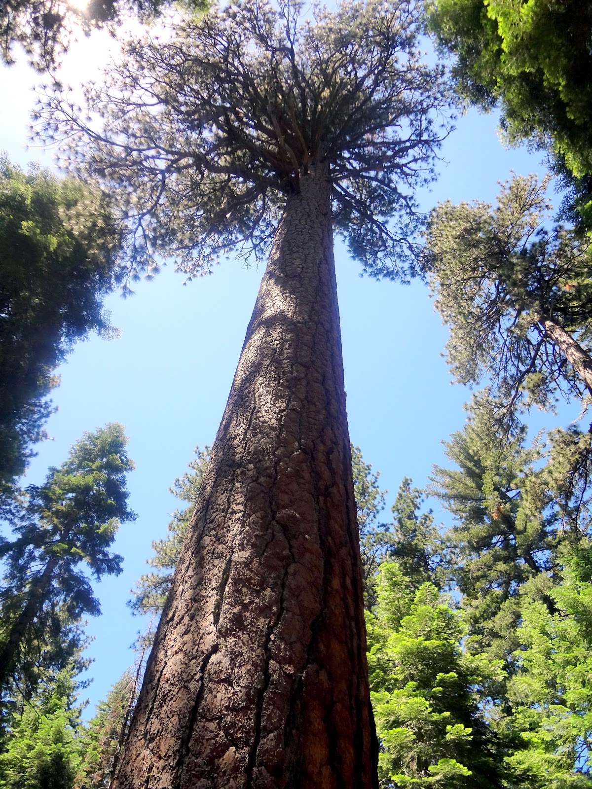Poetslife Yosemite National Park Trees
