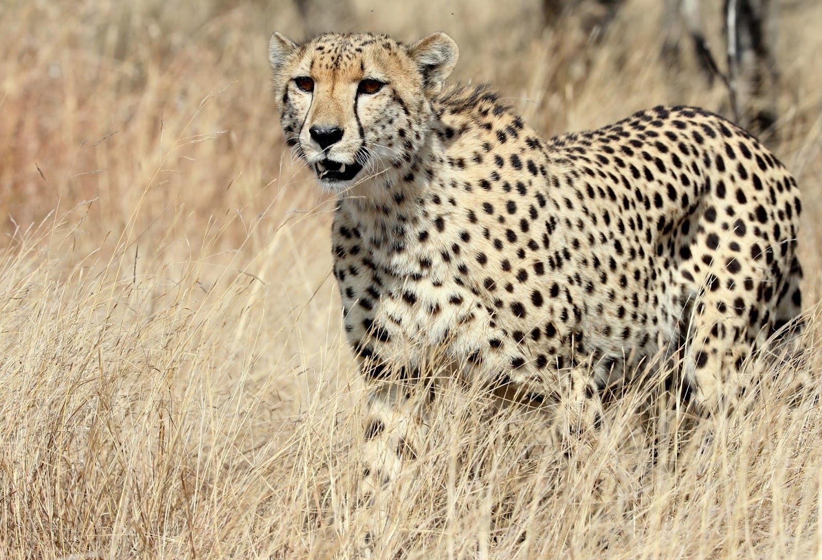 What do cheetahs do image