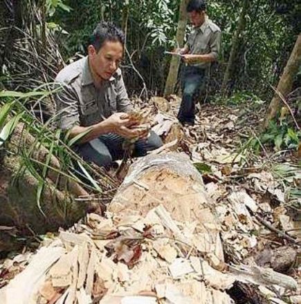 Renjer Hutan