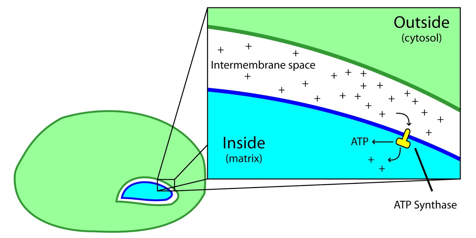 mitochondria analogy