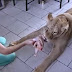 The Folly of Keeping a Pet Lion