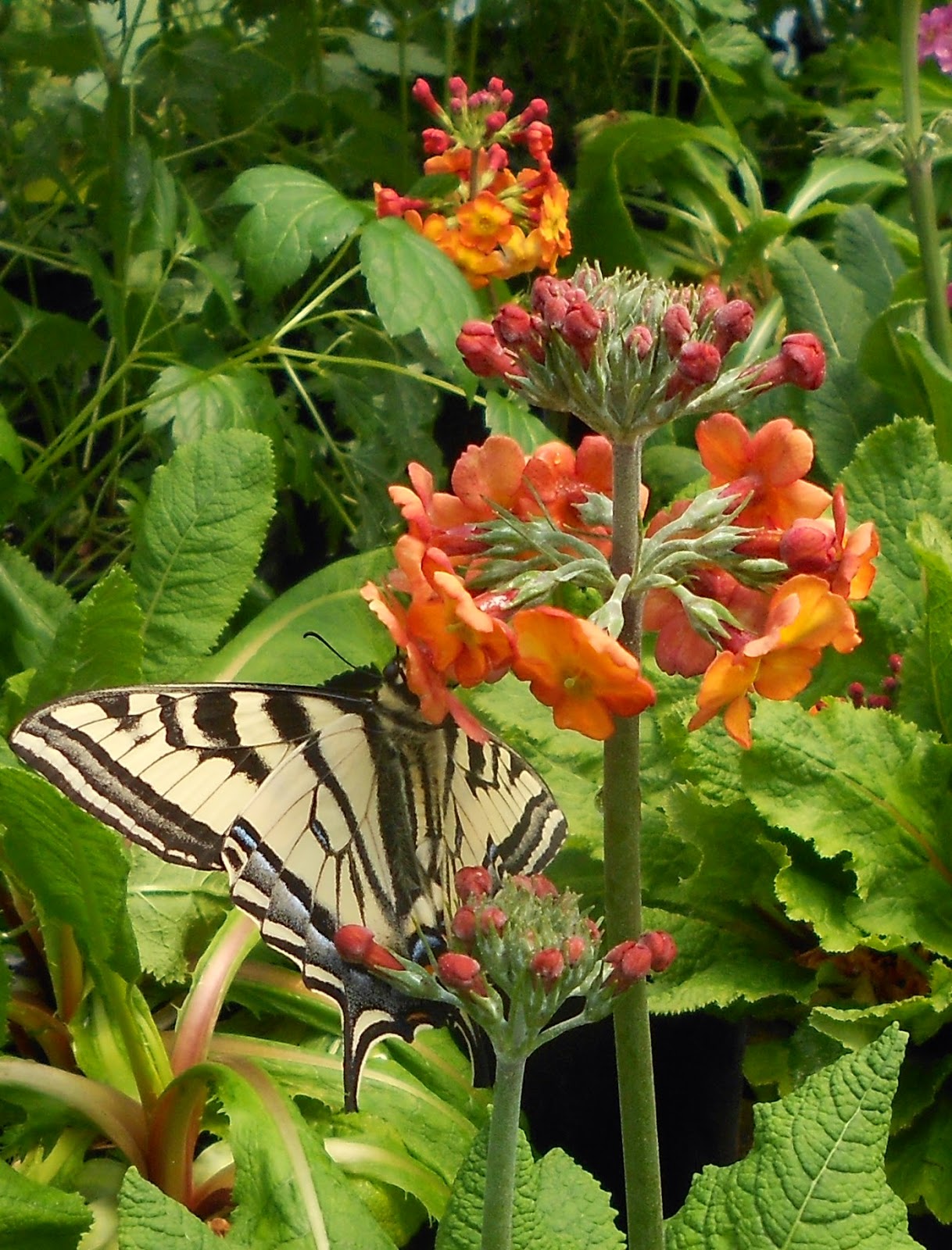 My Petal Press Garden Blog Candelabra Primrose