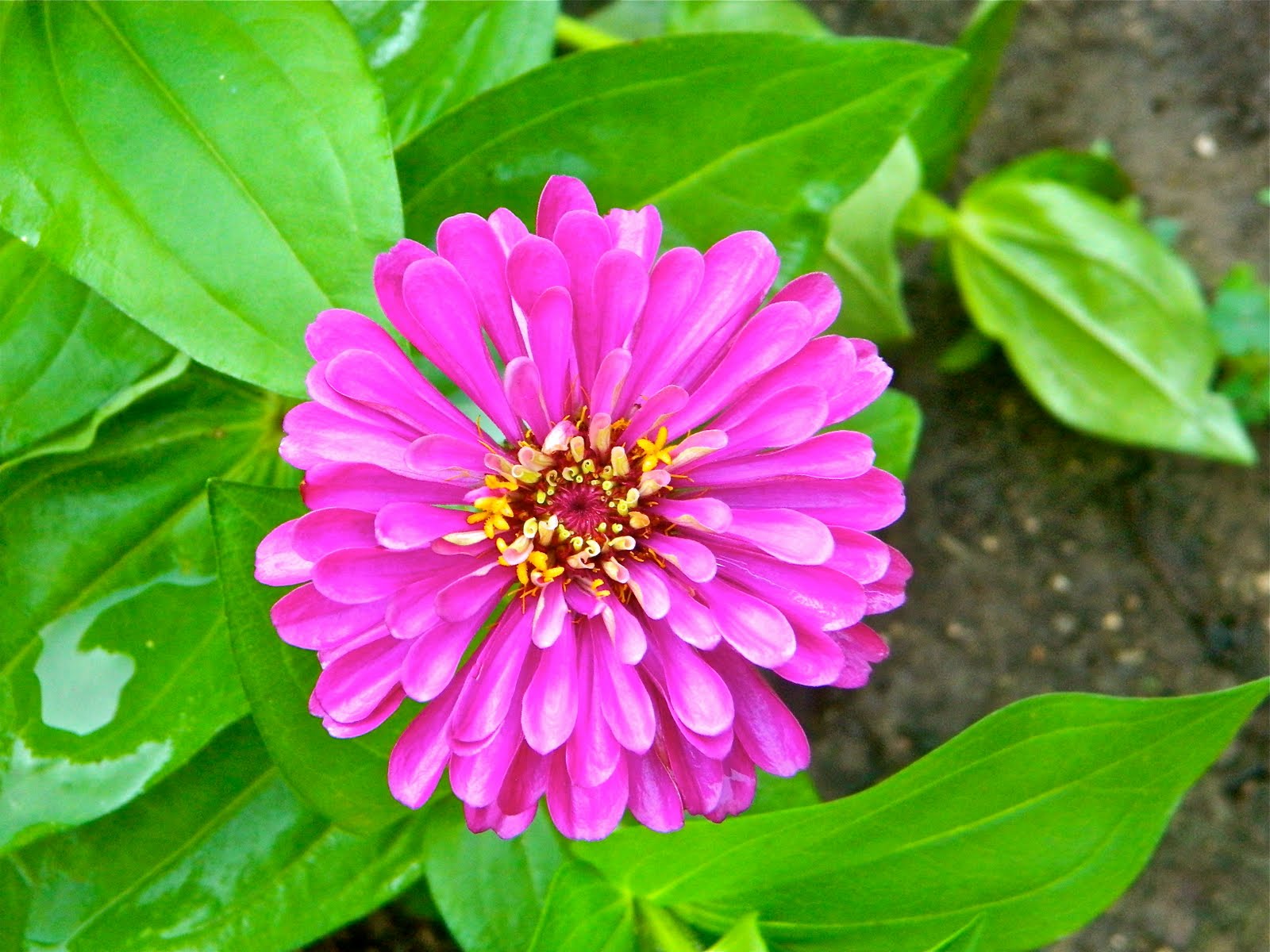 GrowingPhasesFarm Loving Zinnias
