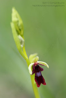 Ophrys mouche orchidée sauvage photo macro et nature