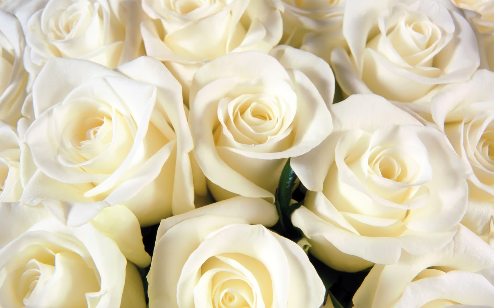 White Rose HD Wallpapers - Flowers