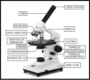 Partes de un microscopio resumen
