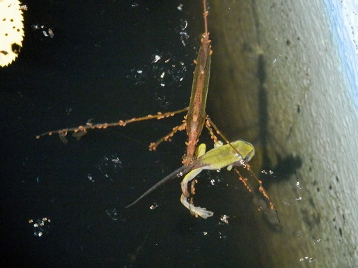 アマガエルのお話 ミズカマキリに襲われる