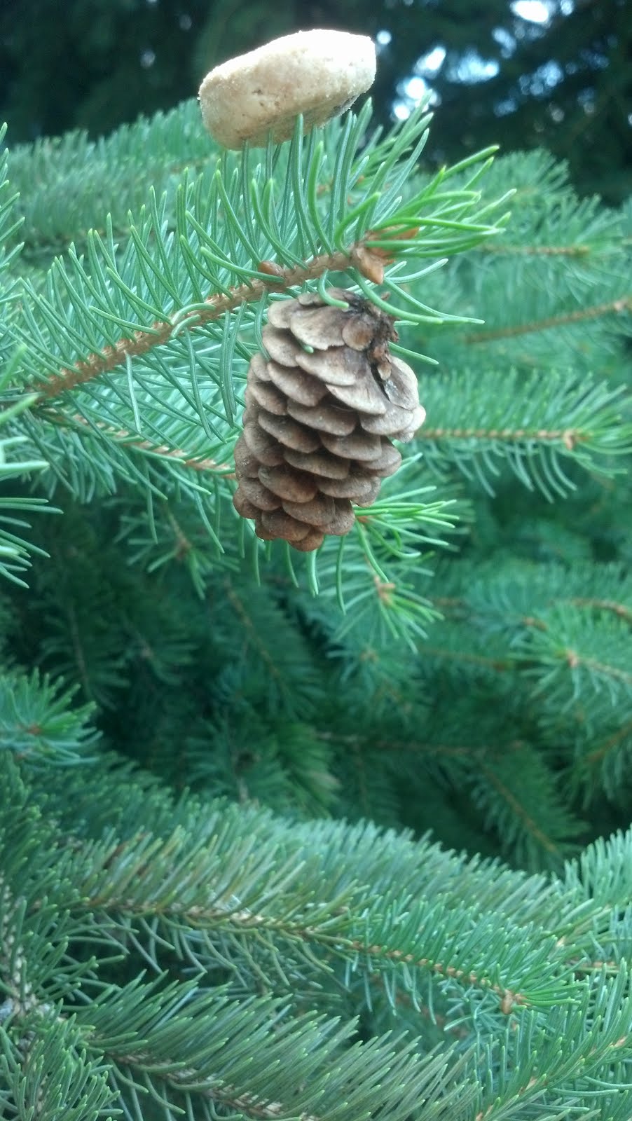 AP Biology Summer Scavenger Hunt Gymnosperm Cone