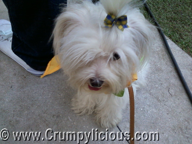 the dog spa the dog spa