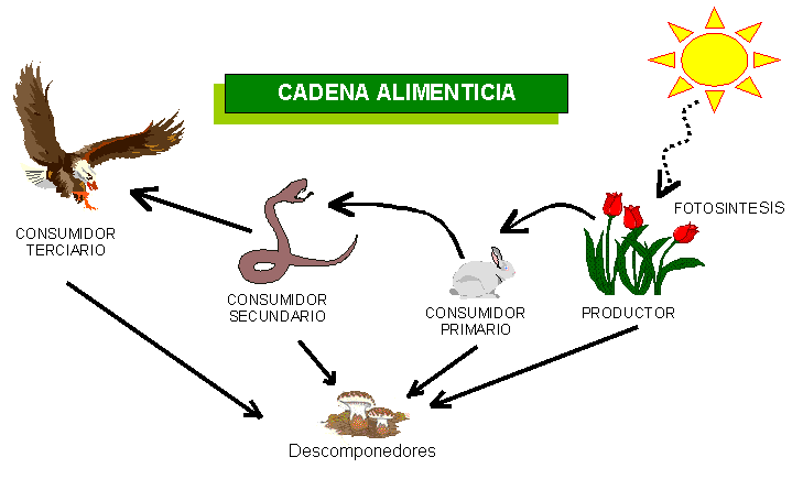 cadenas troficas bosque la felicidad est 225 en nosotros mismos somos felices porque cadenas troficas bosque la felicidad est 225 en nosotros mismos somos felices porque