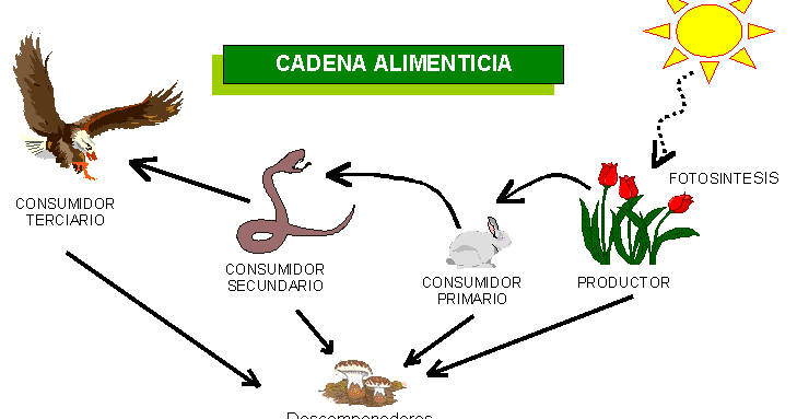 cadenas alimentarias guia la felicidad est 225 en nosotros mismos somos felices porque cadenas alimentarias guia la felicidad est 225 en nosotros mismos somos felices porque