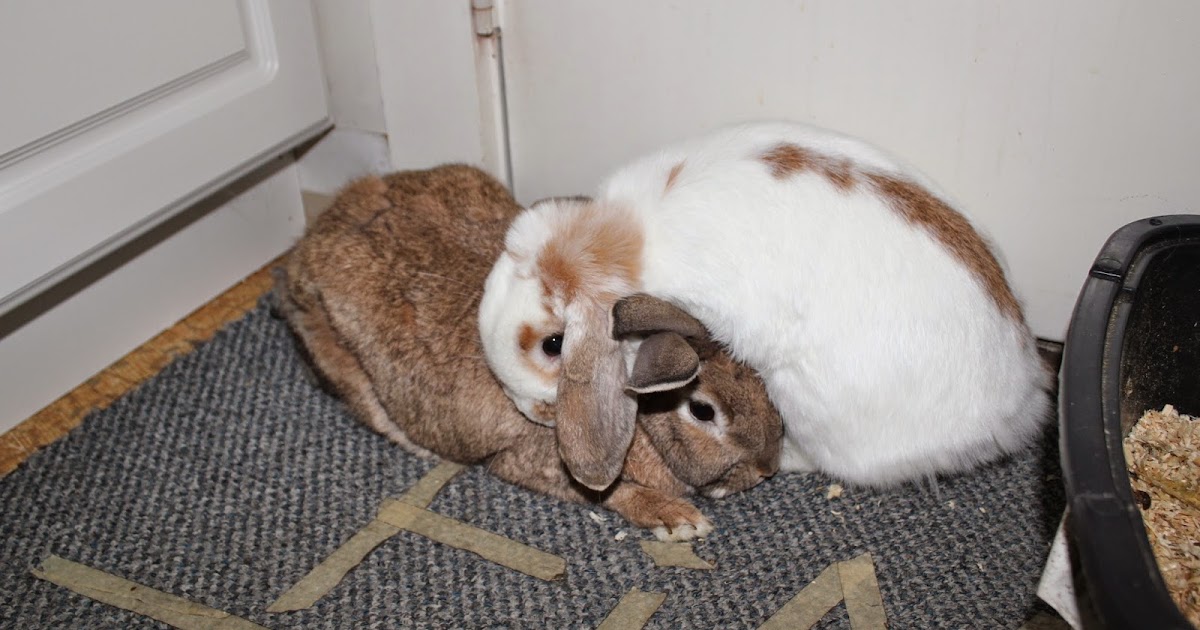Rabbits Best Pet to Keep Inside your Homes How To Build A Rabbit Hutch