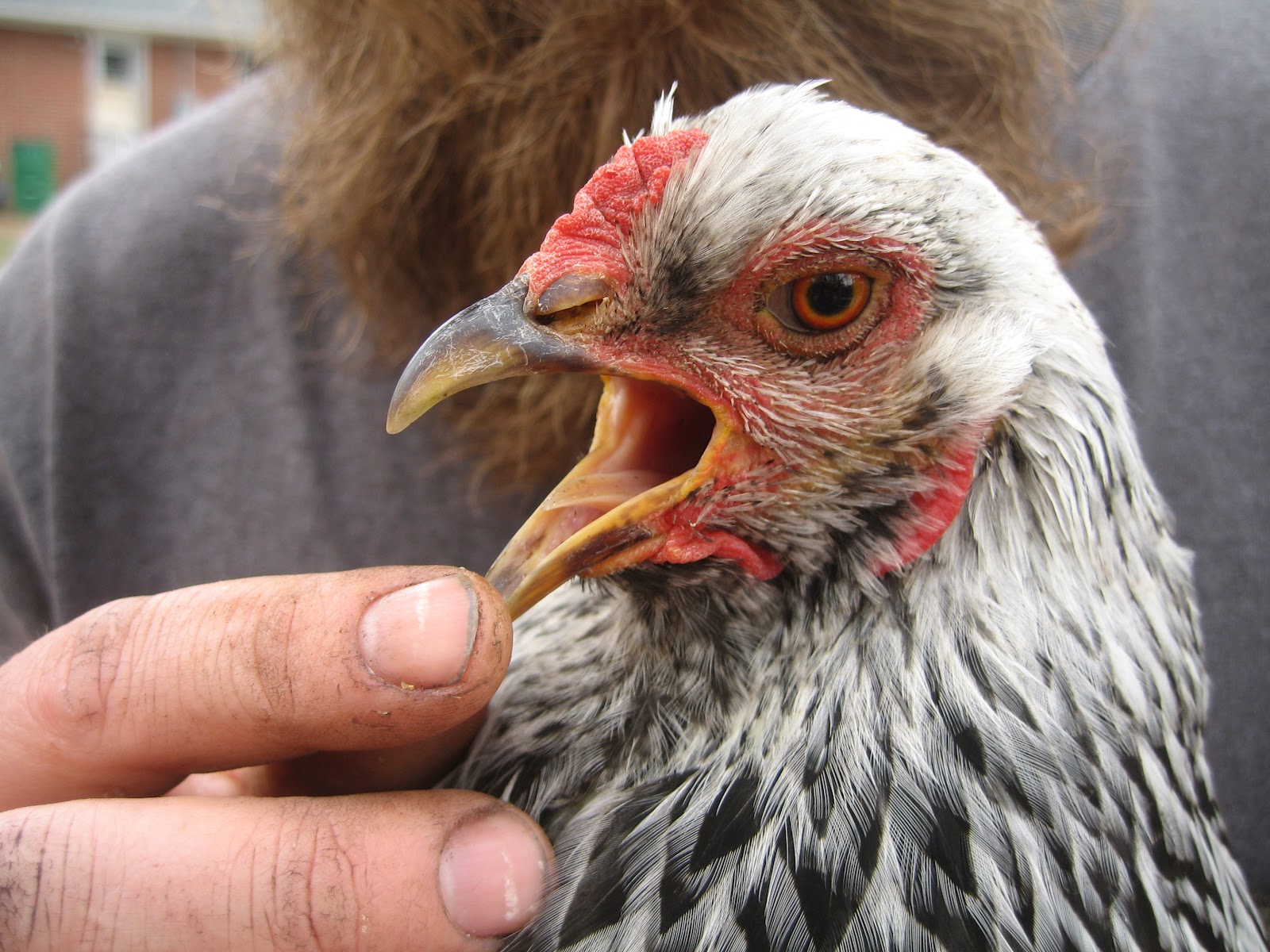 What is this chicken thinking? Page 2232 BackYard Chickens Learn