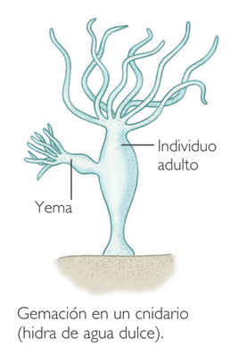 DIBUJO REPRODUCCION CELENTERADOS dibujo reproduccion celenterados: