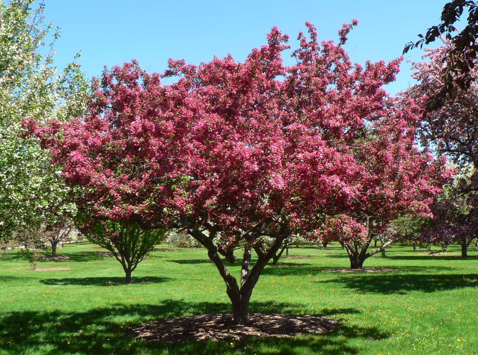 Visit My Garden Flowering Crabapples at the Arboretum