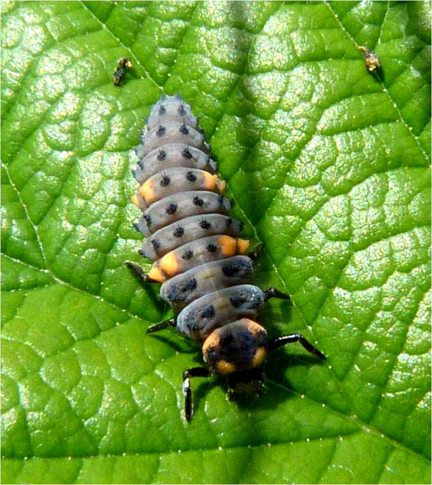 Seven-spot+Ladybird+larva.jpg