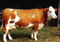 SIMMENTAL LECHERA