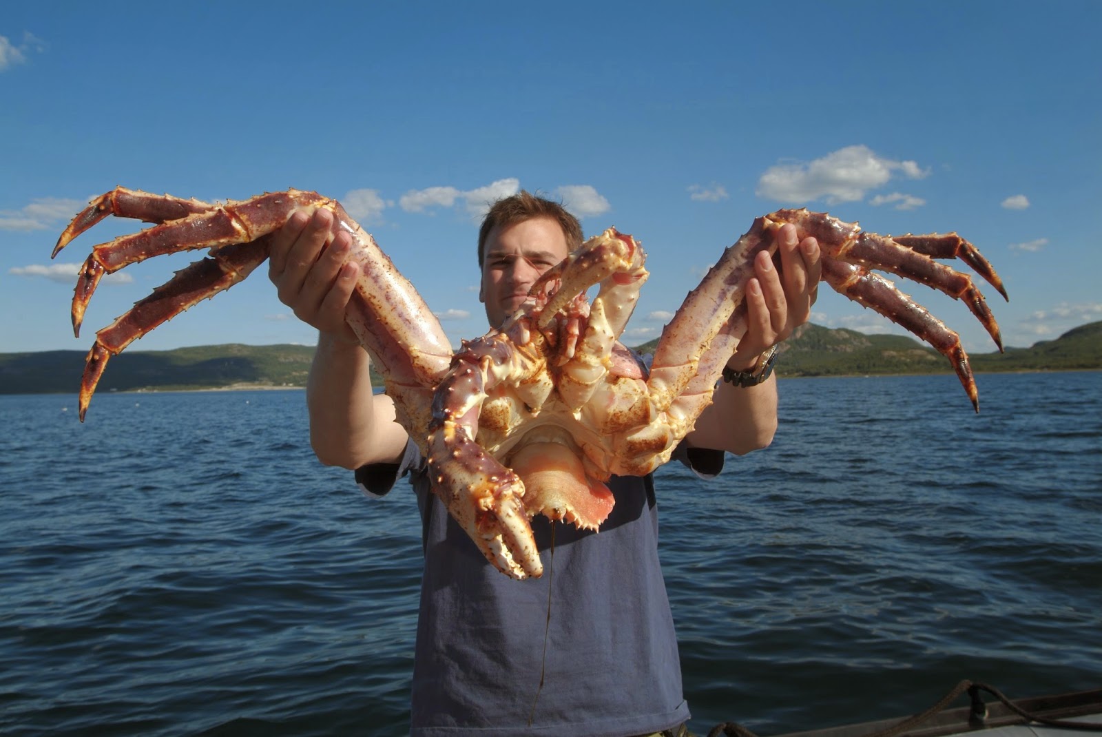 King Crab | Fun Animals Wiki, Videos, Pictures, Stories