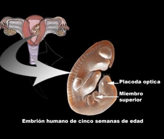 La aterosclerosis sheynogo del departamento los síntomas y el tratamiento