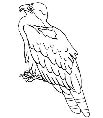 educar para a vida aves para colorir