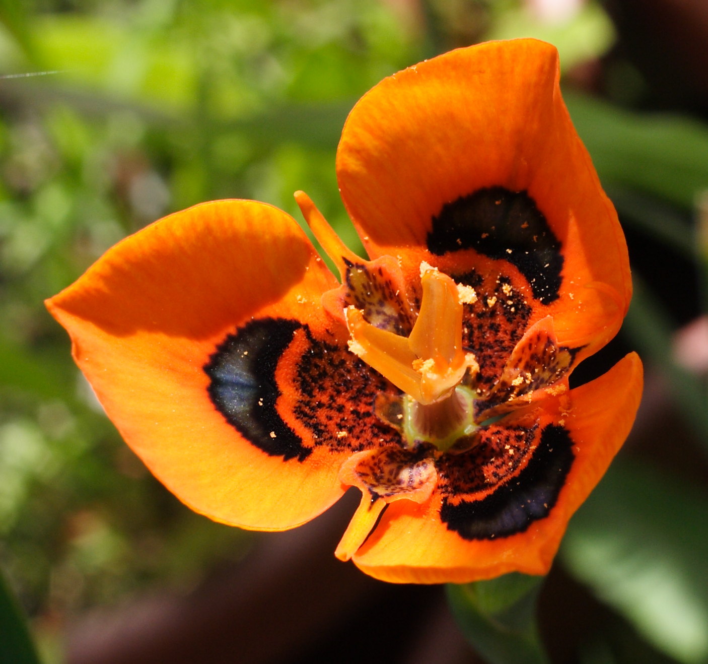 Growing Cool Plants Moraea tulbaghensis