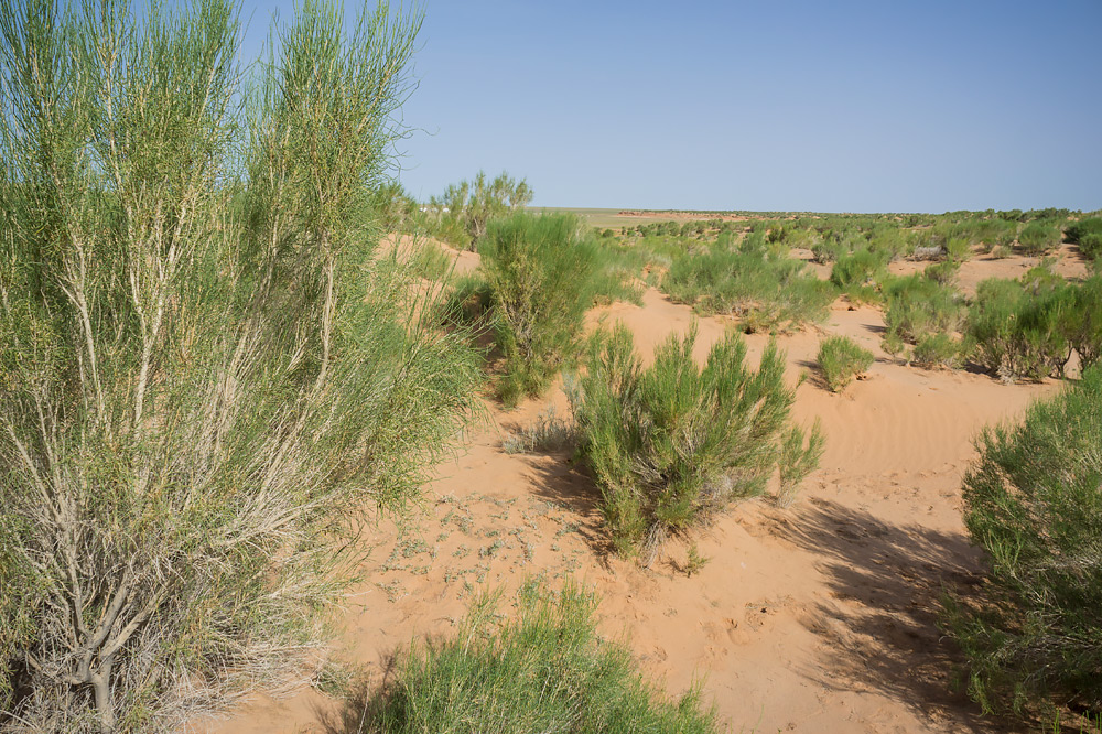 Gobi Desert - Pustynia Gobi - Говь, Govi