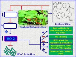 生薬「セファランチン」against HIV, malaria, COVID-19 etc
