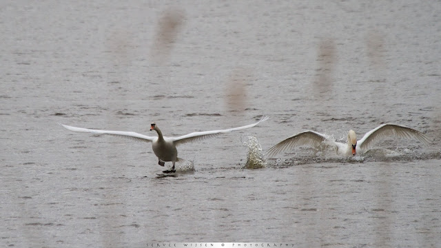 Knbbelzwaan jaagt rivaal weg - Mute Swans chasing rival