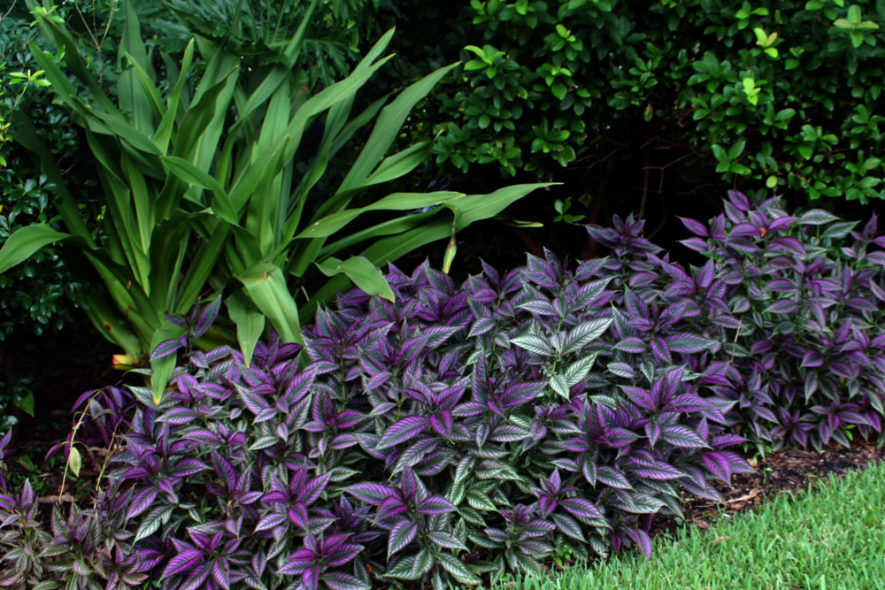Persian shield/Strobilanthes dyerianus. Victorians loved them ideal