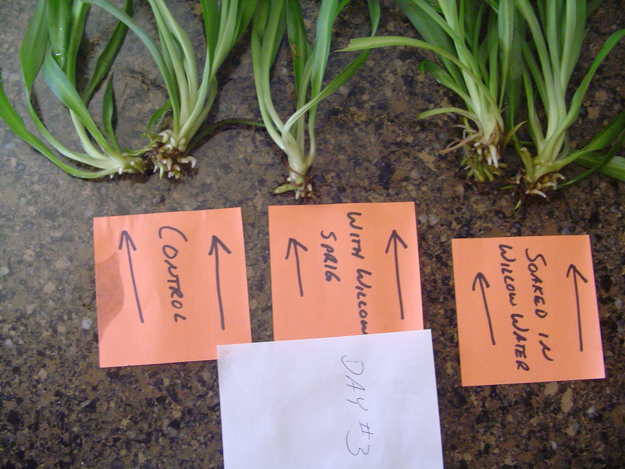 Spider plant babies in water information