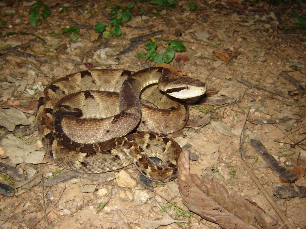Ofidico Bothrops Venezuelensis