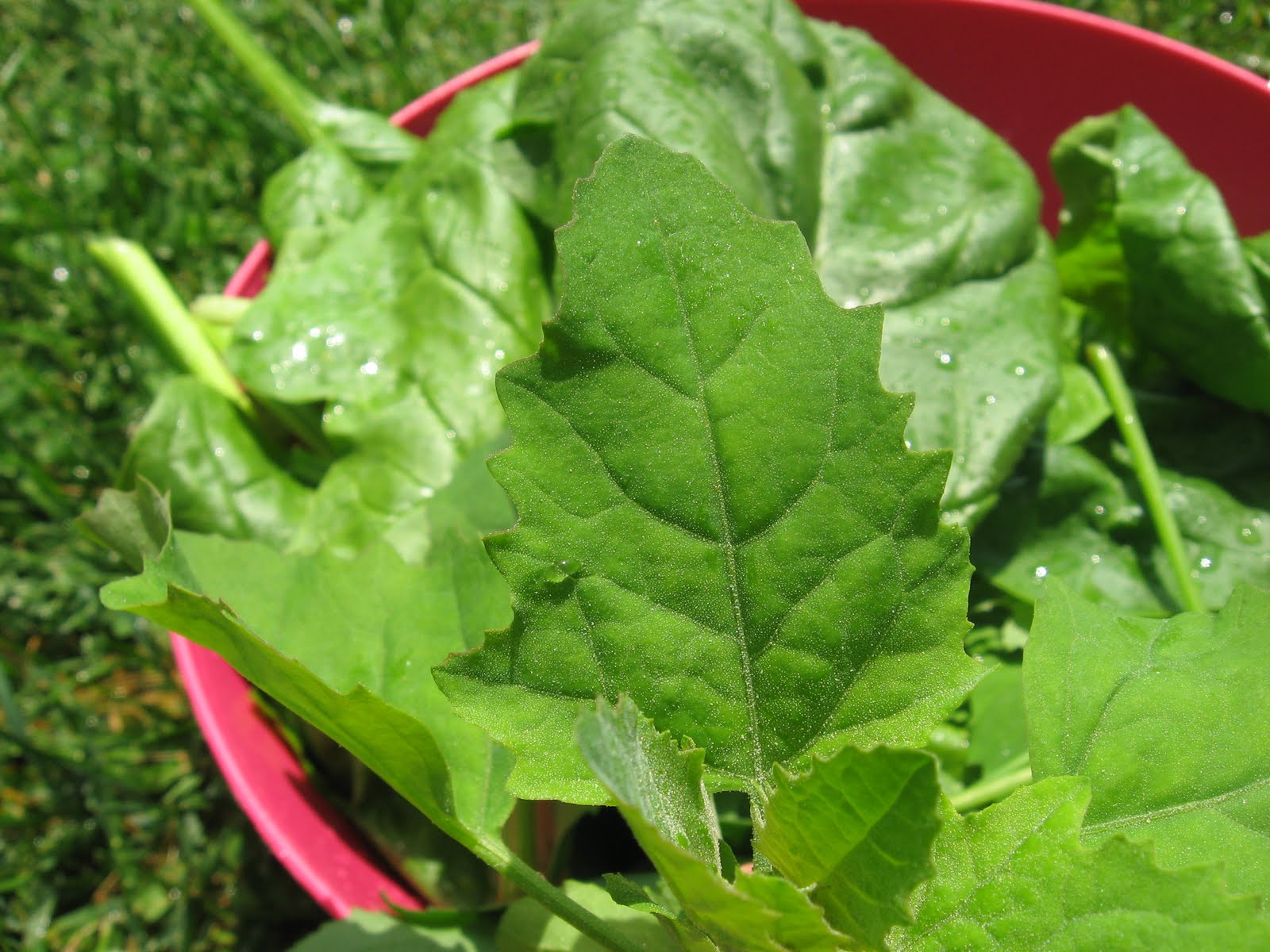 Wild Edible &amp; Medicinal Plants lambs quarter